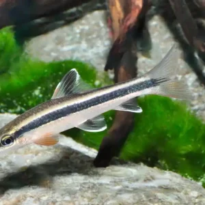 Versand Am Gleichen Tag Schönflossen Rüsselbarbe (Epalzeorhynchos kalopterus)